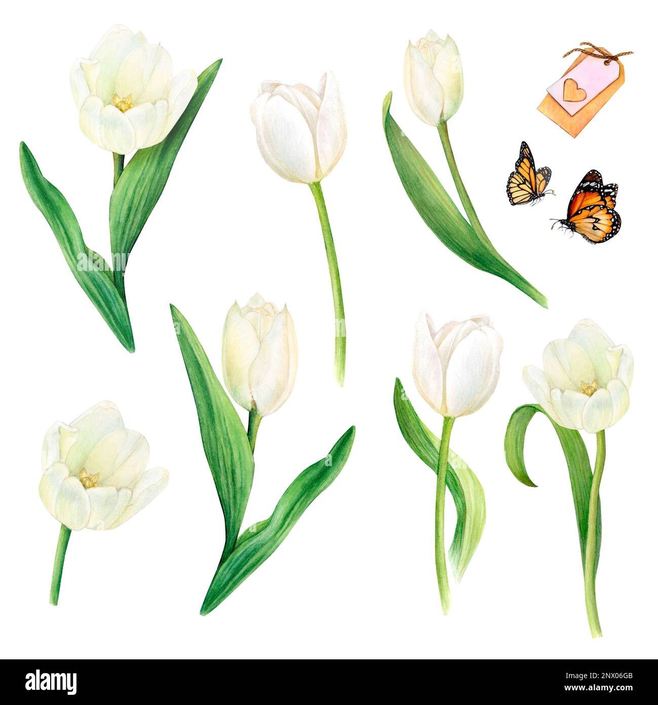 Watercolour painting of white tulips with leaves isolated, butterflies, a name card on a white background. Botanical drawing by hand.  Stock Photo