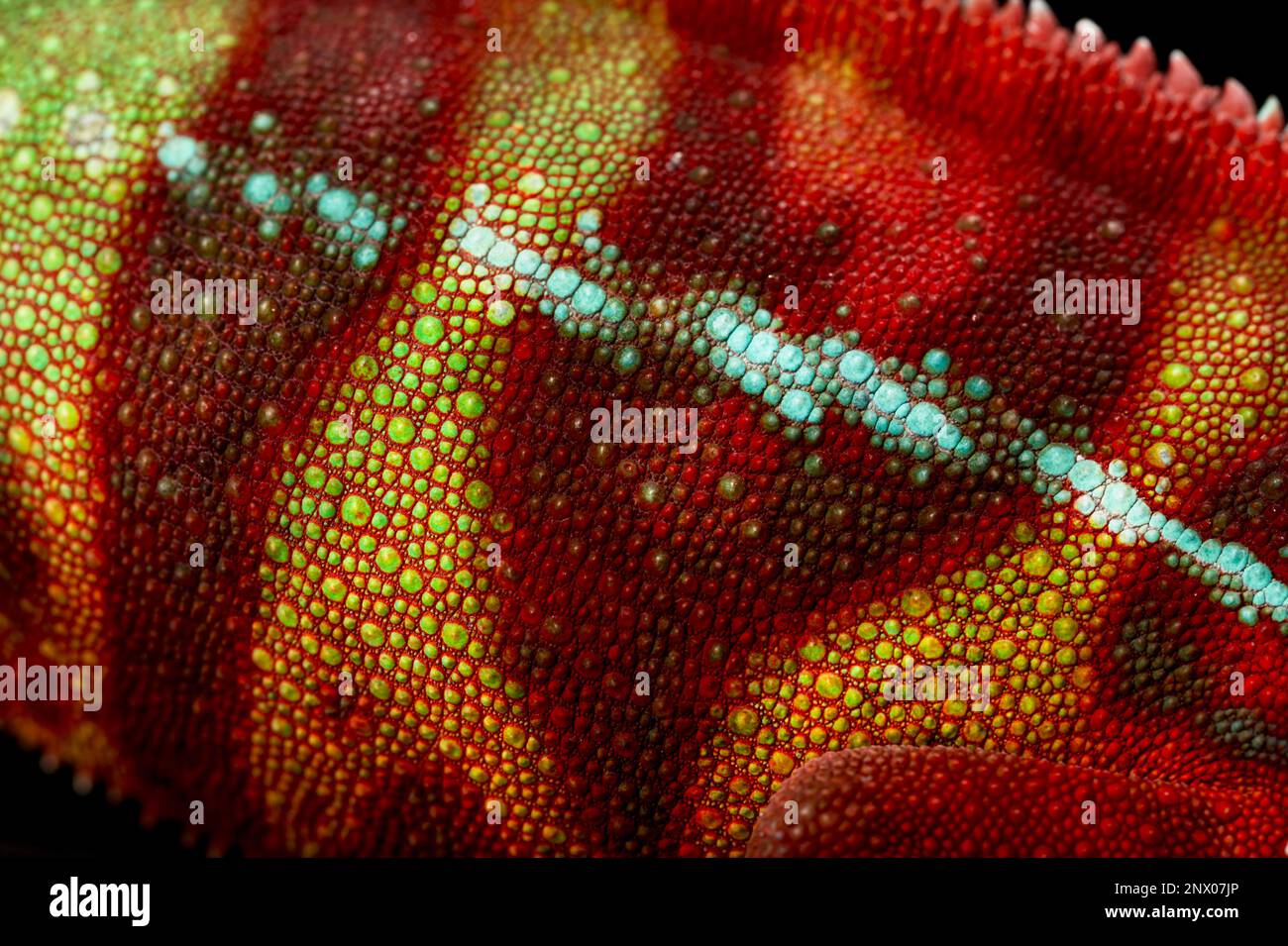 Chameleon skin detail (Furcifer pardalis) Stock Photo