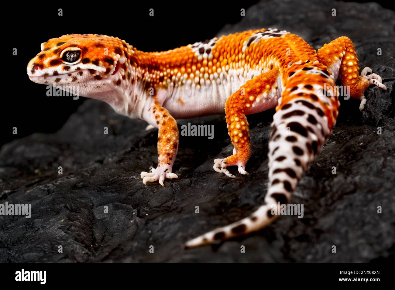 ©Matthijs Kuijpers - REPTILES4ALL Stock Photo