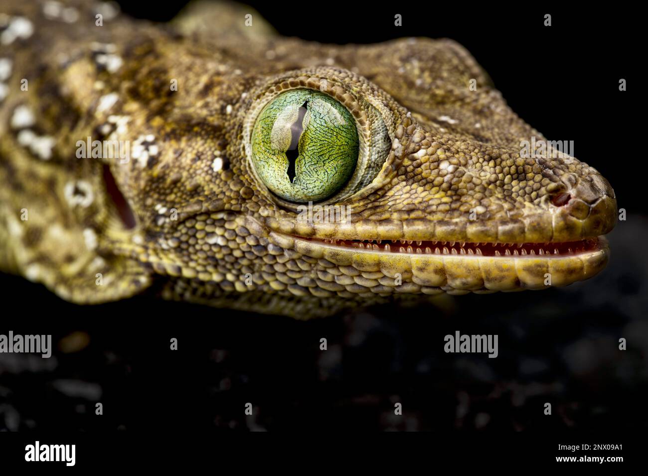 Green-eyed gecko (Gekko smithii) Stock Photo