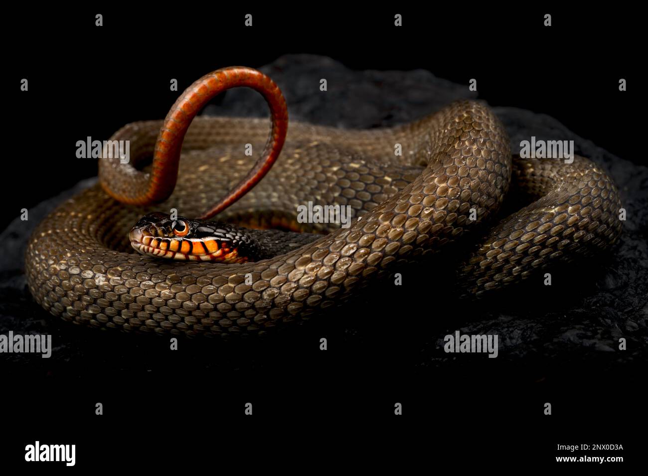 Redbelly water snake (Nerodia erythrogaster) Stock Photo