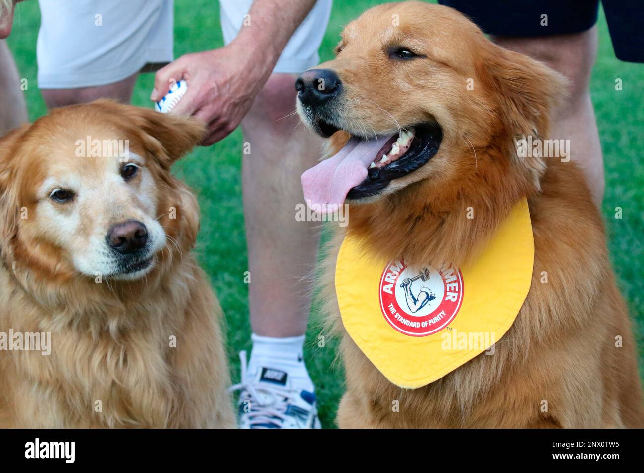 July 2, 2018 - Trenton, New Jersey, U.S - It was Bat Dog Celebration ...