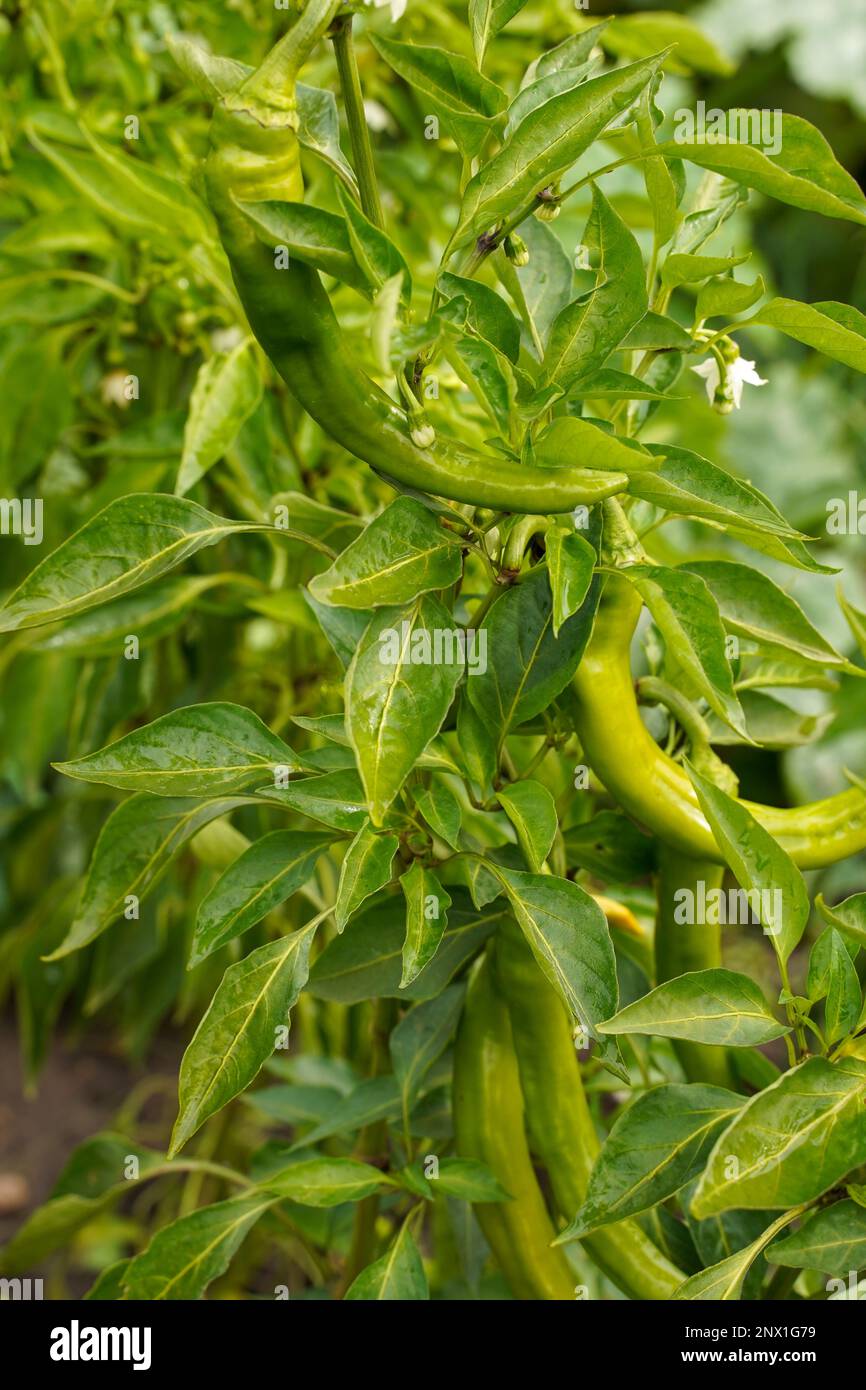 Chili pepper, hot pepper, green pepper closeup Stock Photo Alamy