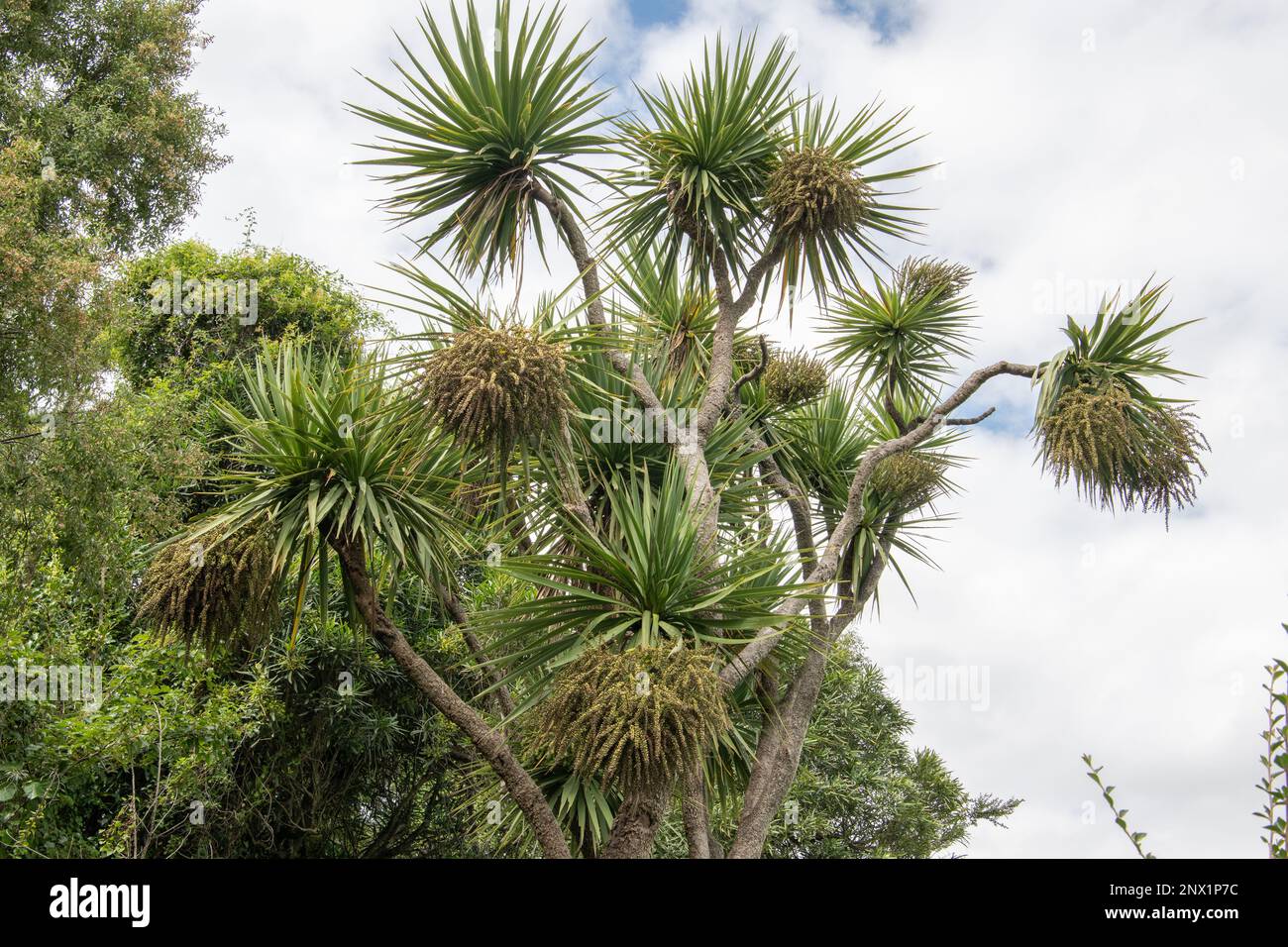 Cordyline australis, the New Zealand endemic cabbage tree or cabbage palm. Stock Photo