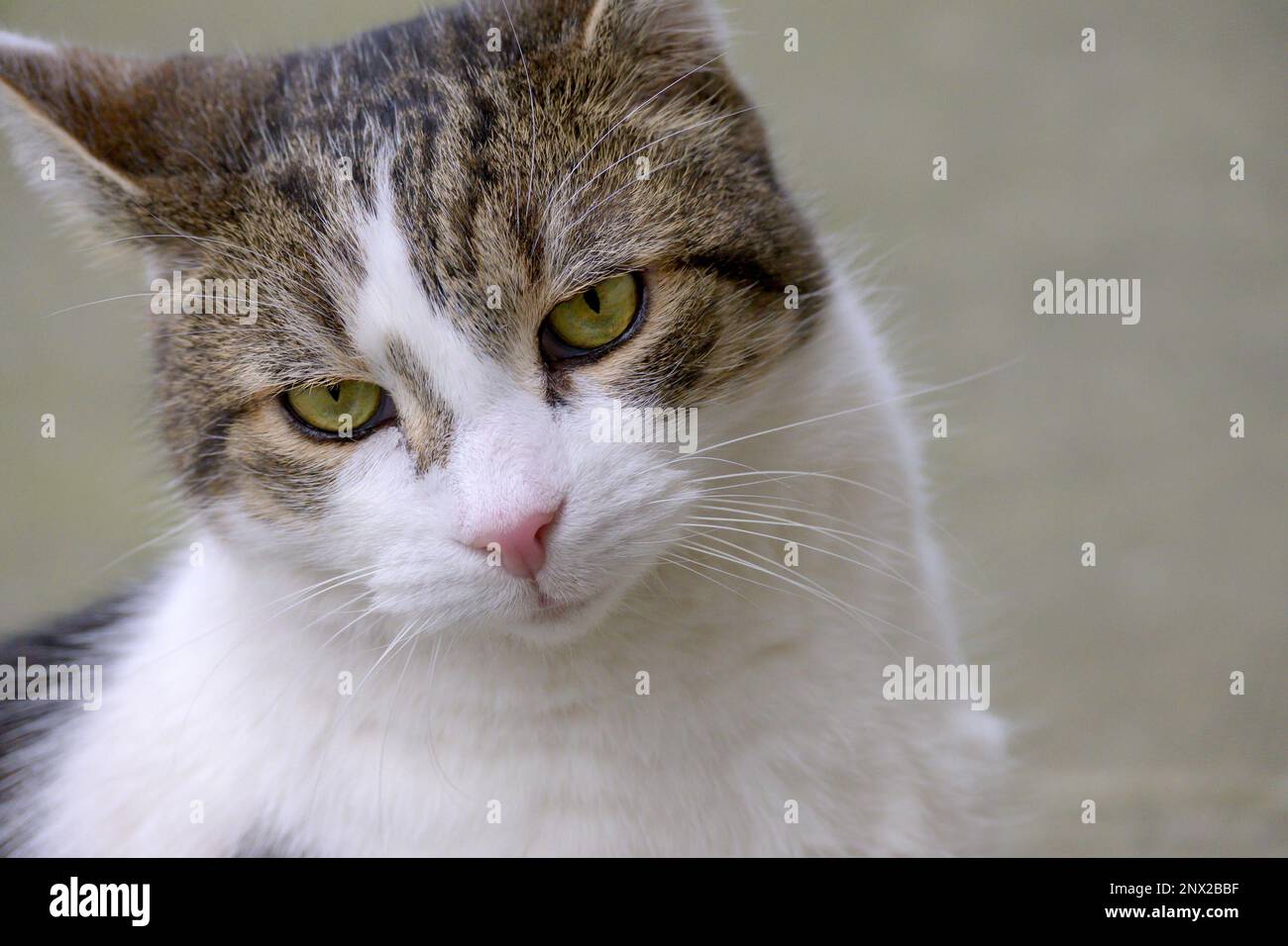 Larry the Cat Chief Mouser to the Office since 2011 in