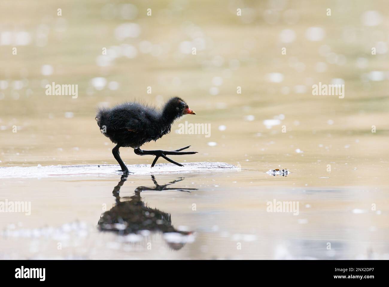 Moorhen [ Gallinula chloropus ] chick wading in water with one leg ...