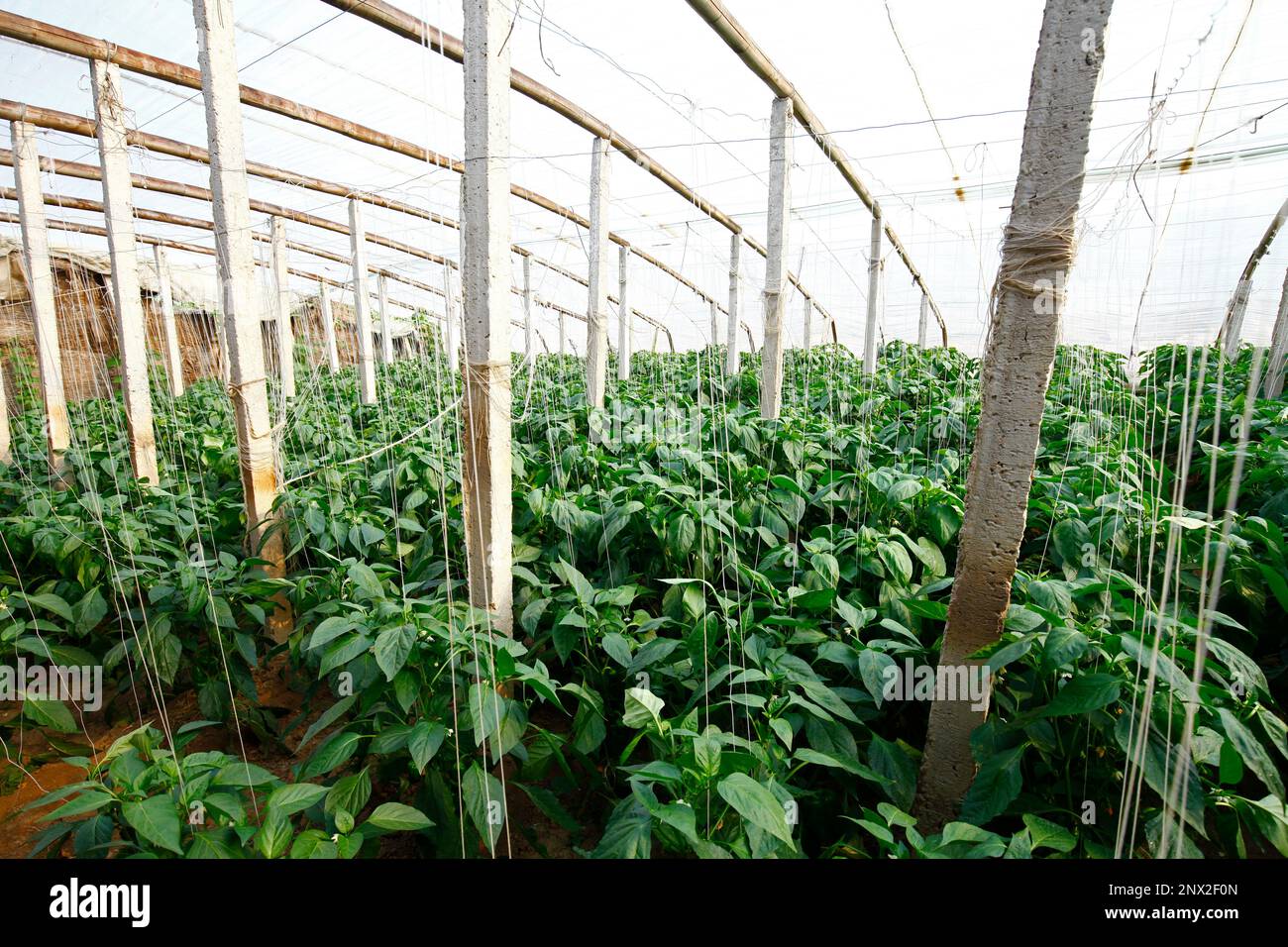 Green pepper grown in greenhouses Stock Photo Alamy