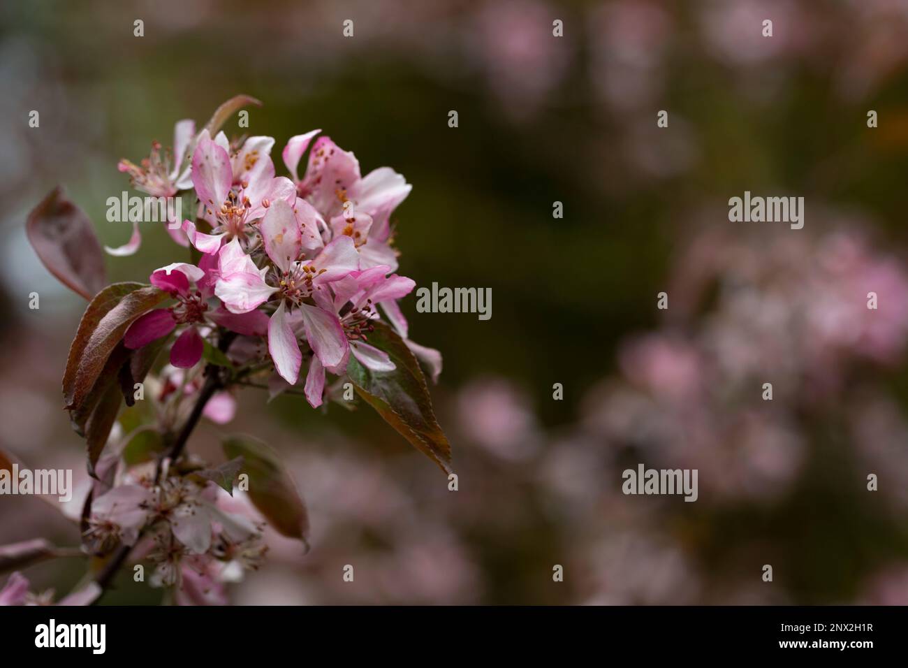 Malus niedzwetzkyana closeup, selective soft focus. Decorative apple tree with bright flowers. Purple blossoms in spring apple tree garden close up Stock Photo