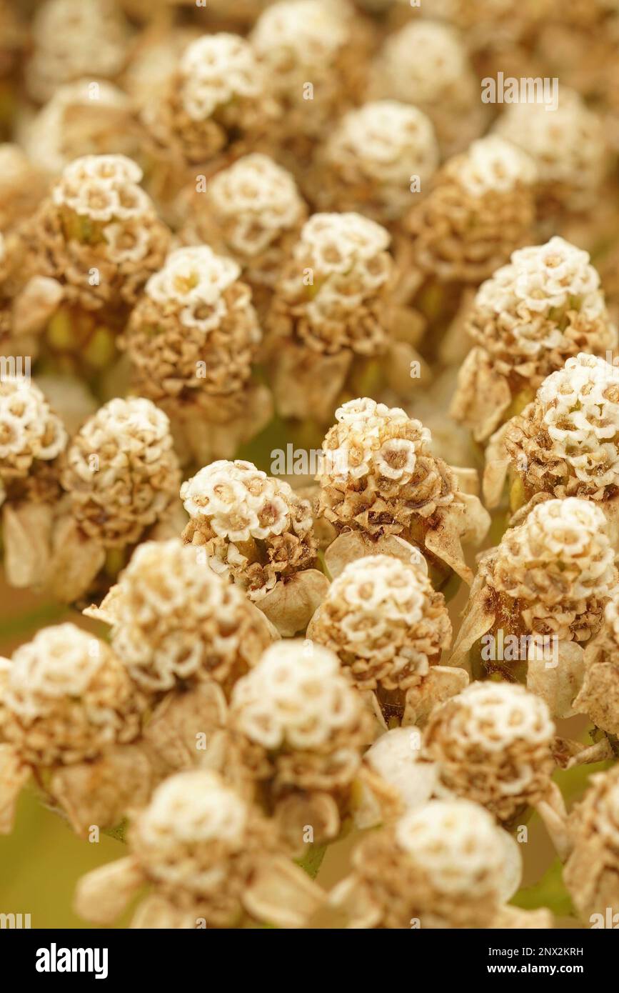 Natural vertical closeup on a dried out flower buds of Common yarrow plant, Achillea millefolium Stock Photo