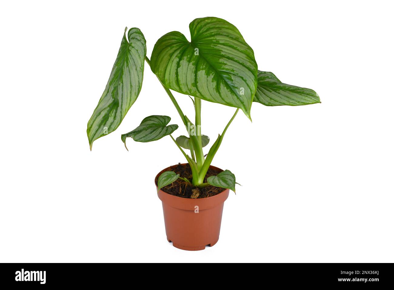 Tropical potted 'Philodendron Mamei' houseplant with with silver pattern on white background Stock Photo