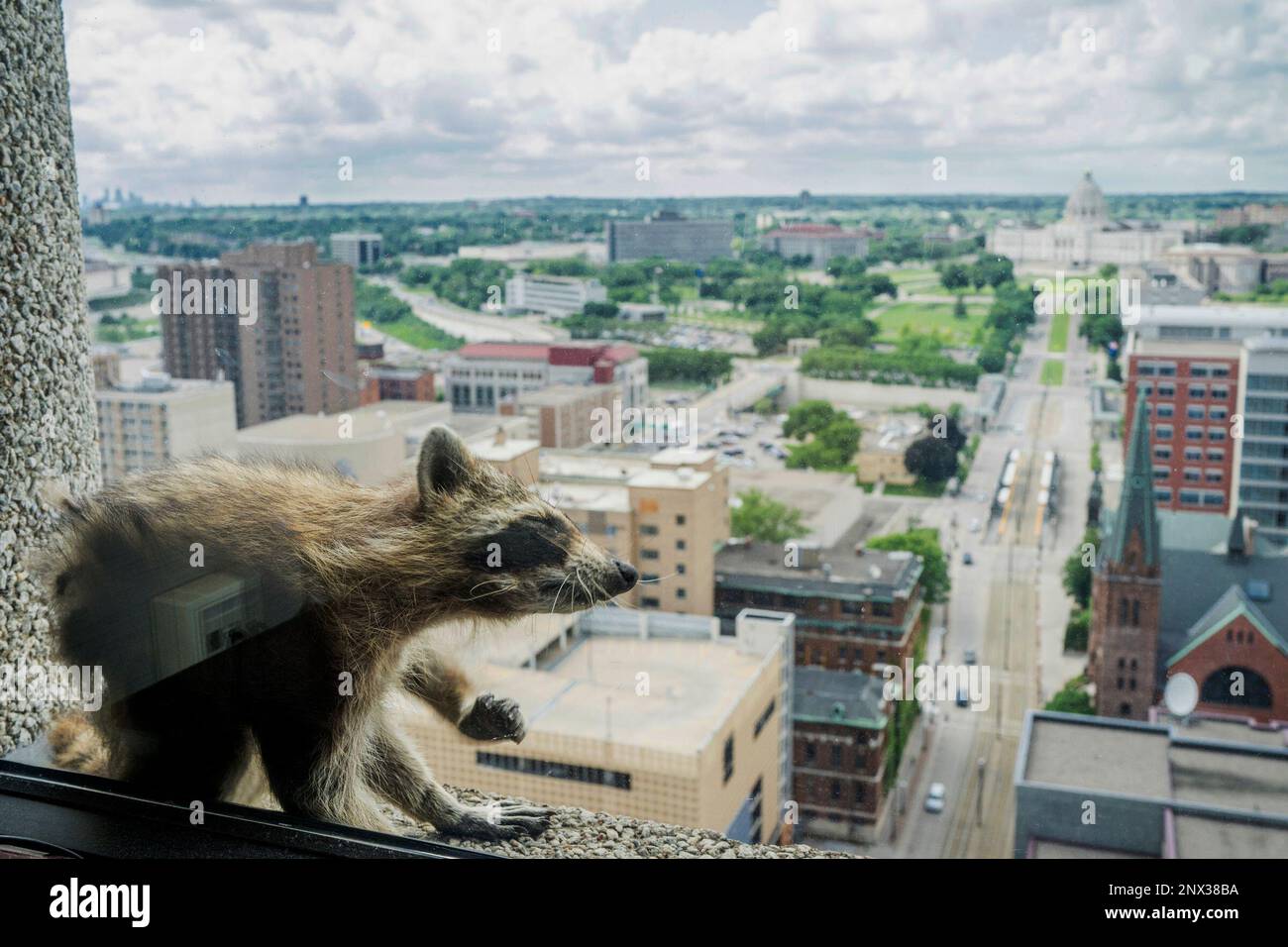 A raccoon stretches itself on the window sill of the Paige Donnelly Law