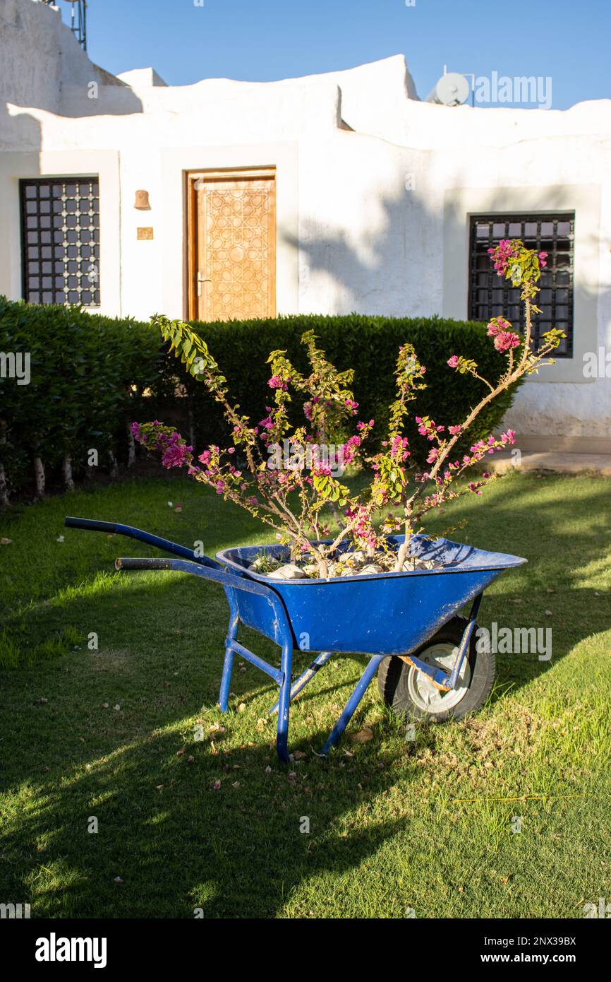 SHARM EL SHEIKH, EGYPT JANUARY 31, 2023 Labranda Sharm Club garden