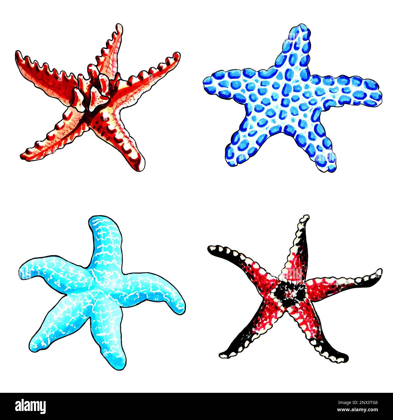 Set of brown, blue, red and aqua color starfishes. JPEG illustration