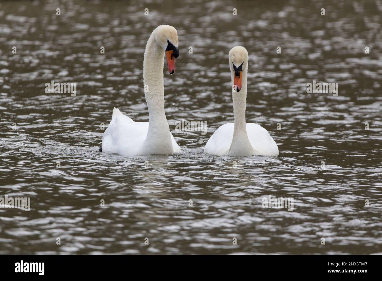 Mute swan Cygnus olor, Breeding season early spring uk pair white