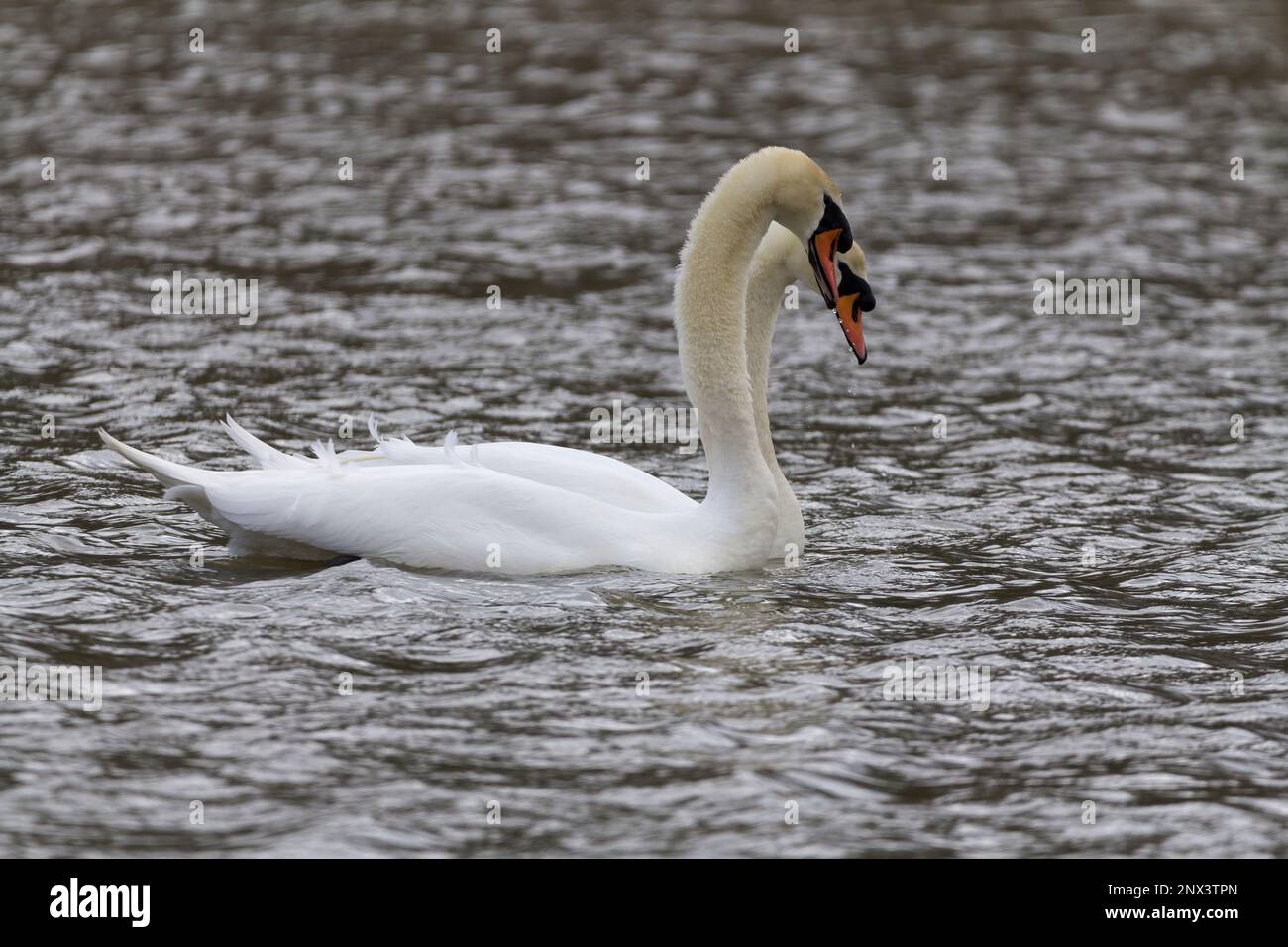 Mute swan Cygnus olor, Breeding season early spring uk pair white plumage long neck orange red bill with black base and knob courting display in water Stock Photo