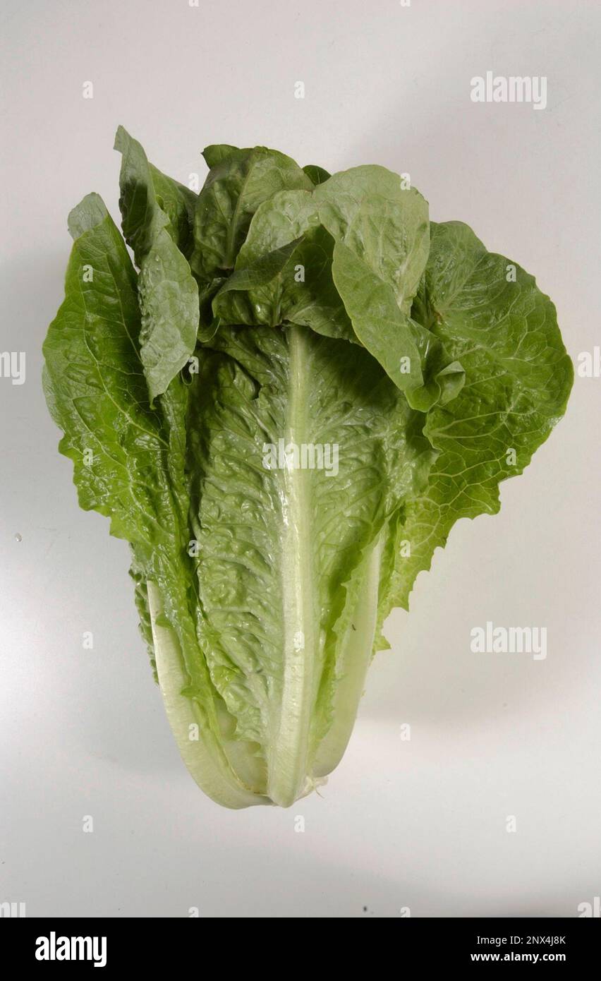 FILE This undated photo shows romaine lettuce in Houston. On Friday