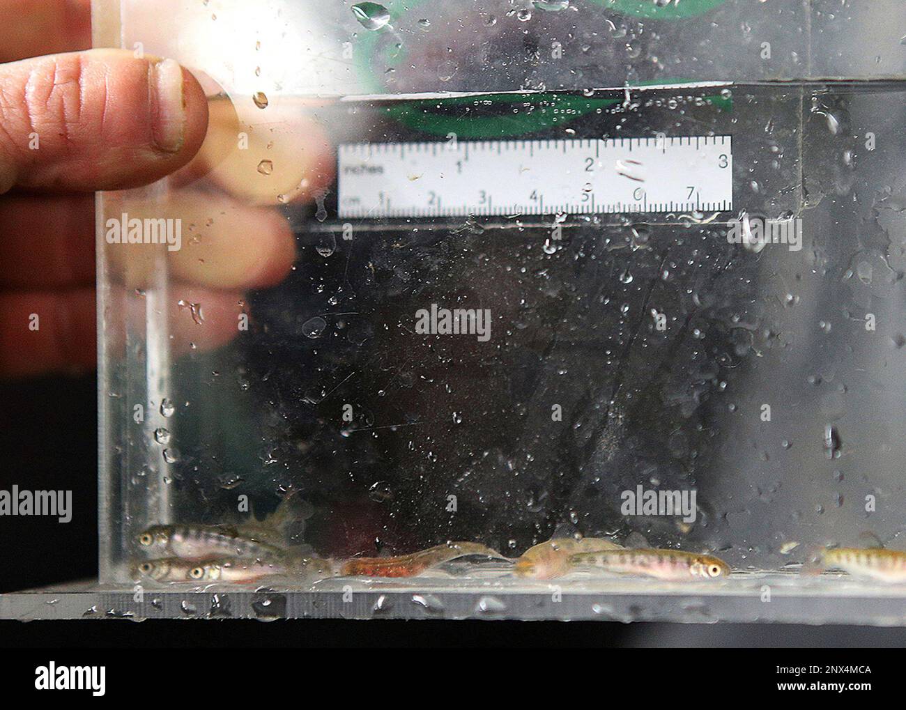 In this March 28, 2018 photo, alevin king salmon incubate in an