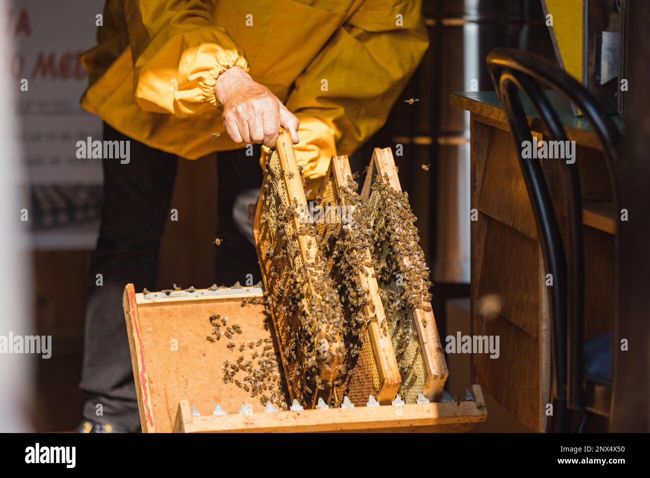 Apiarist putting wooden hive frames with honeycombs and bees on the beekeeping frame holder during a hive inspection Stock Photo