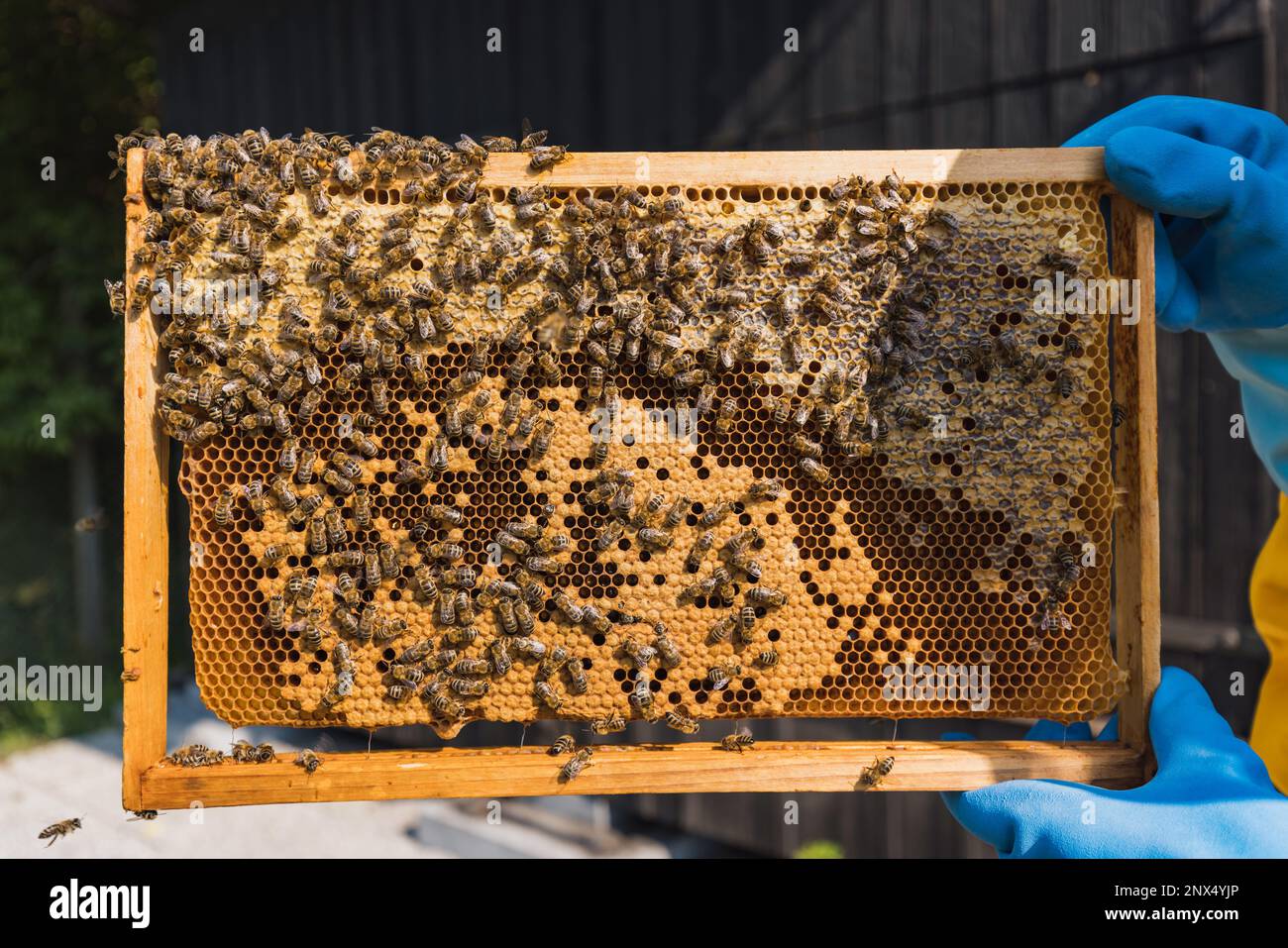 https://c8.alamy.com/comp/2NX4YJP/hive-frame-covered-with-bees-and-honeycomb-part-of-the-modern-movable-comb-hive-macro-shot-concept-of-nature-and-beekeeping-2NX4YJP.jpg