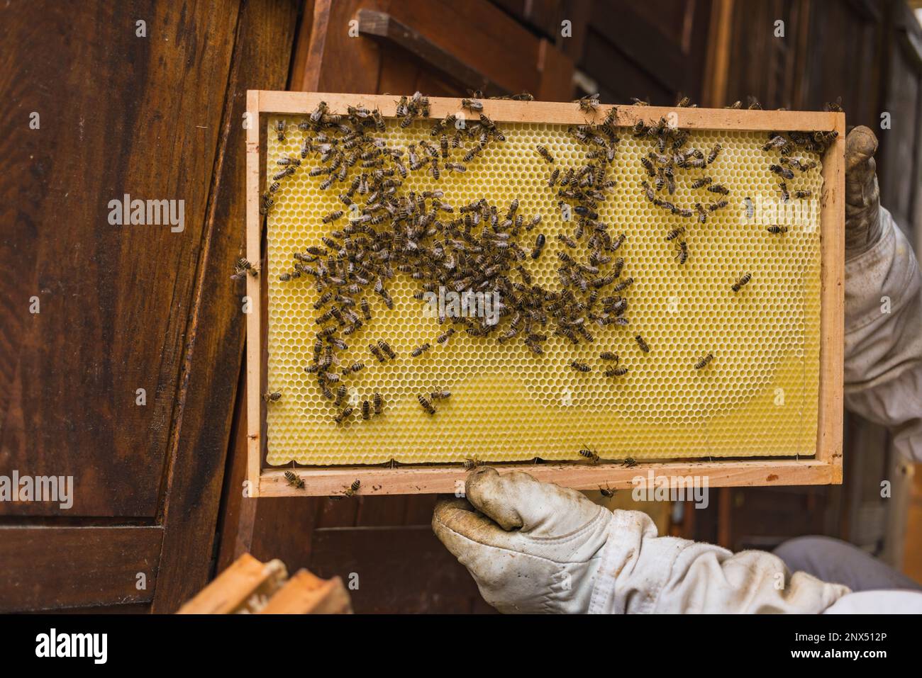 Cluster of worker honeybees laying the honeydew in a on a