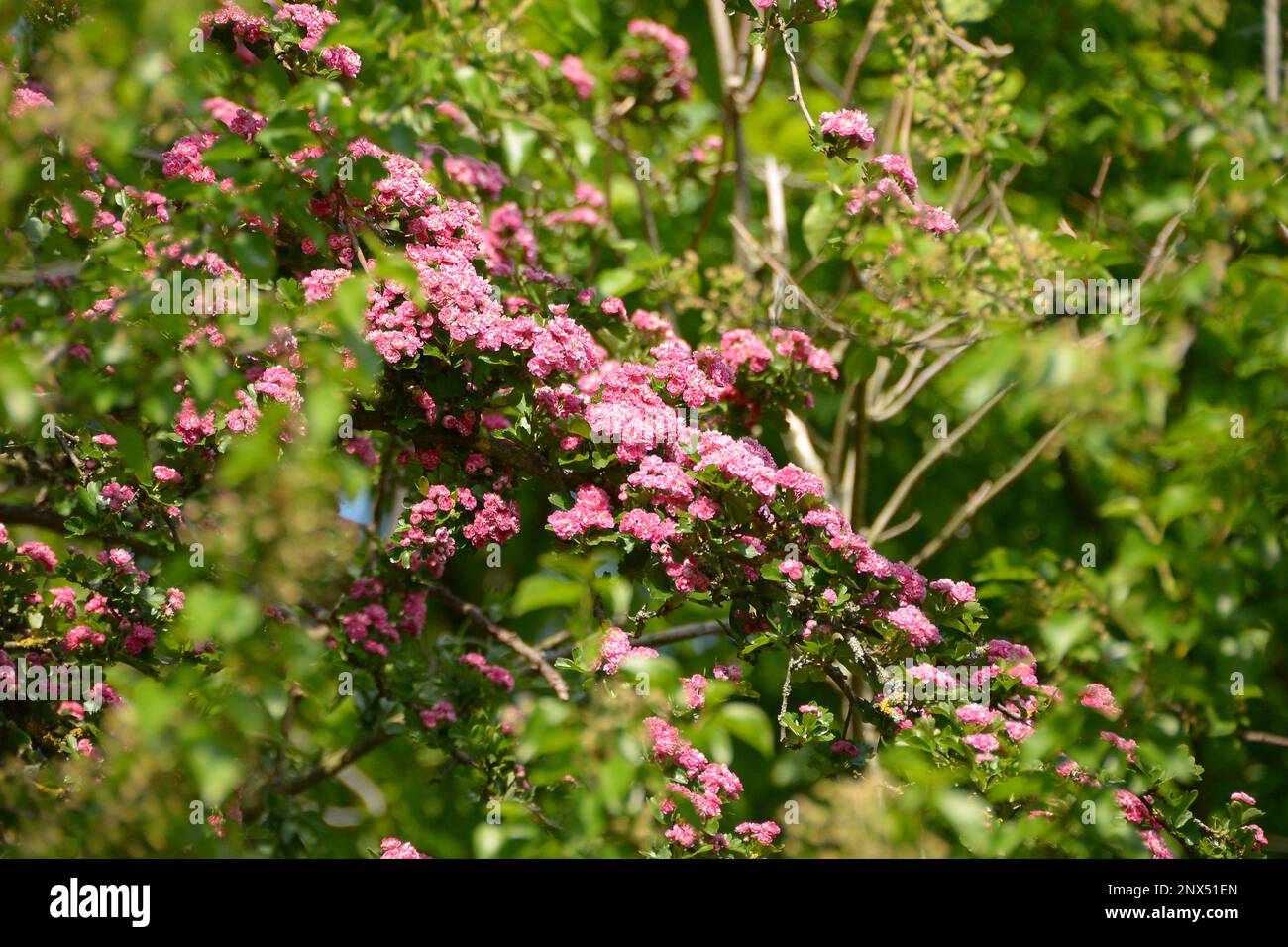 Echter Rotdorn auf Stamm Crataegus laevigata Paul's Scarlet blühen Pink Stock Photo