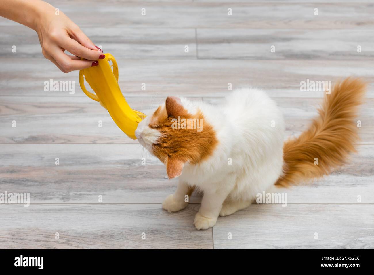 Banana peel cat online