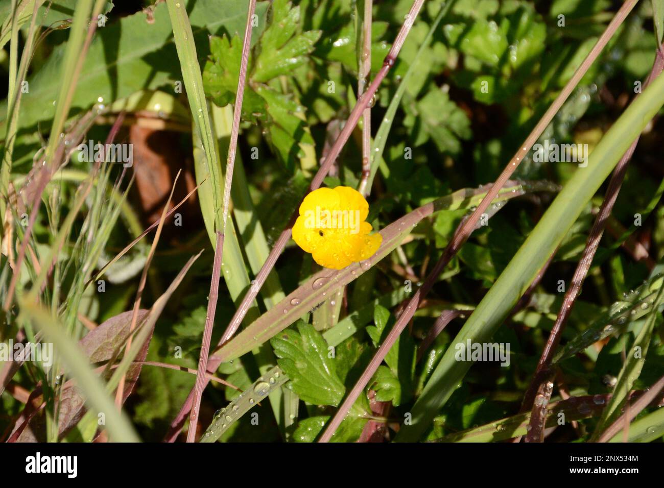 Butterblume Hahnenfuß Ranunculus Gelb Stock Photo