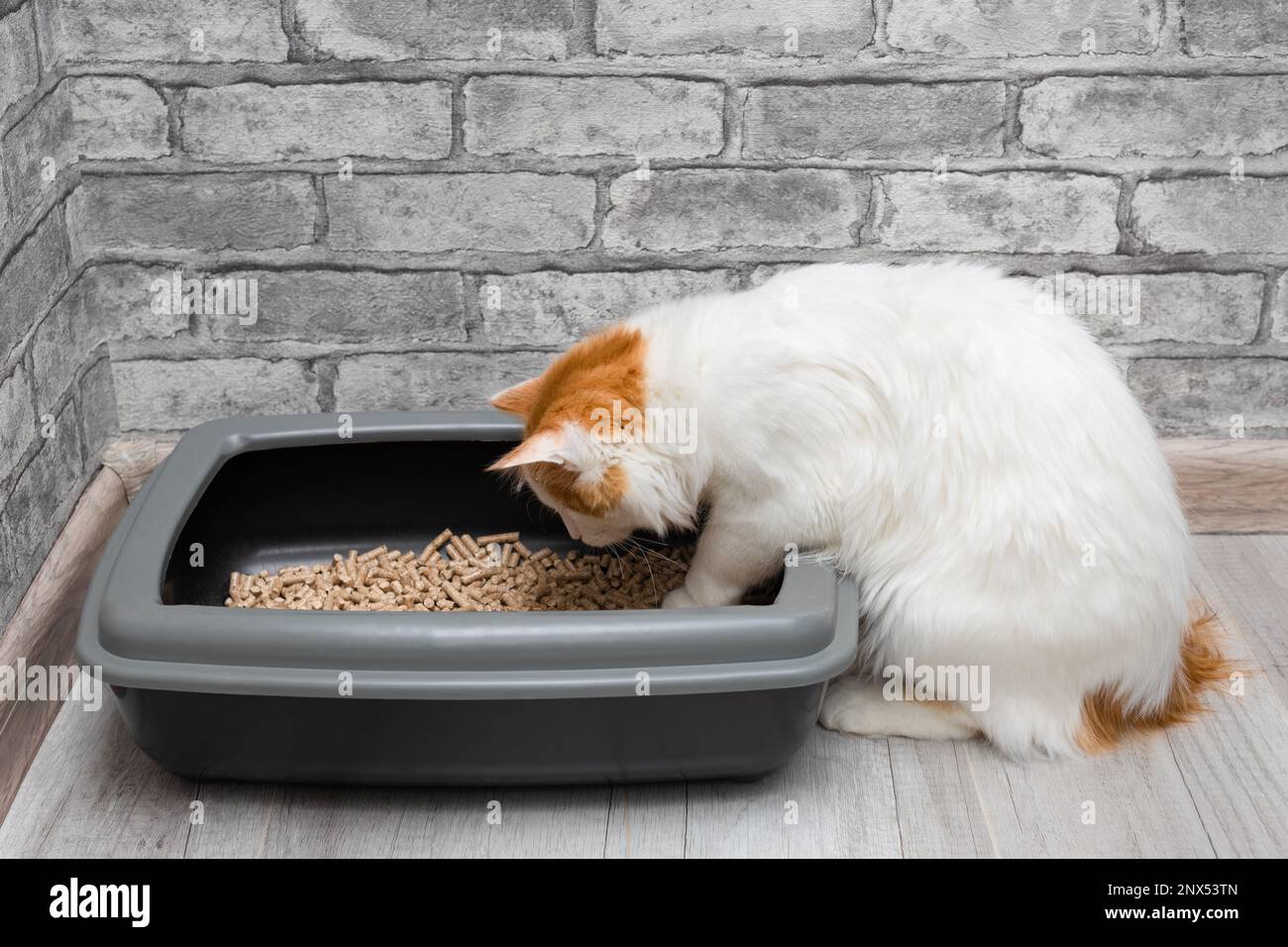 cat learning to walk in the litter box Stock Photo Alamy