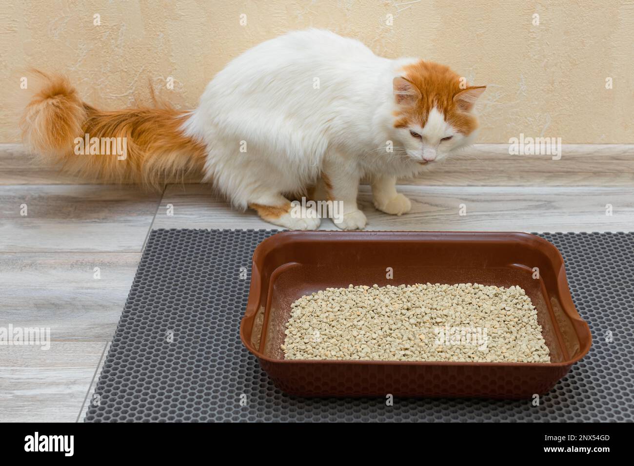 cat learning to walk in the litter box Stock Photo Alamy