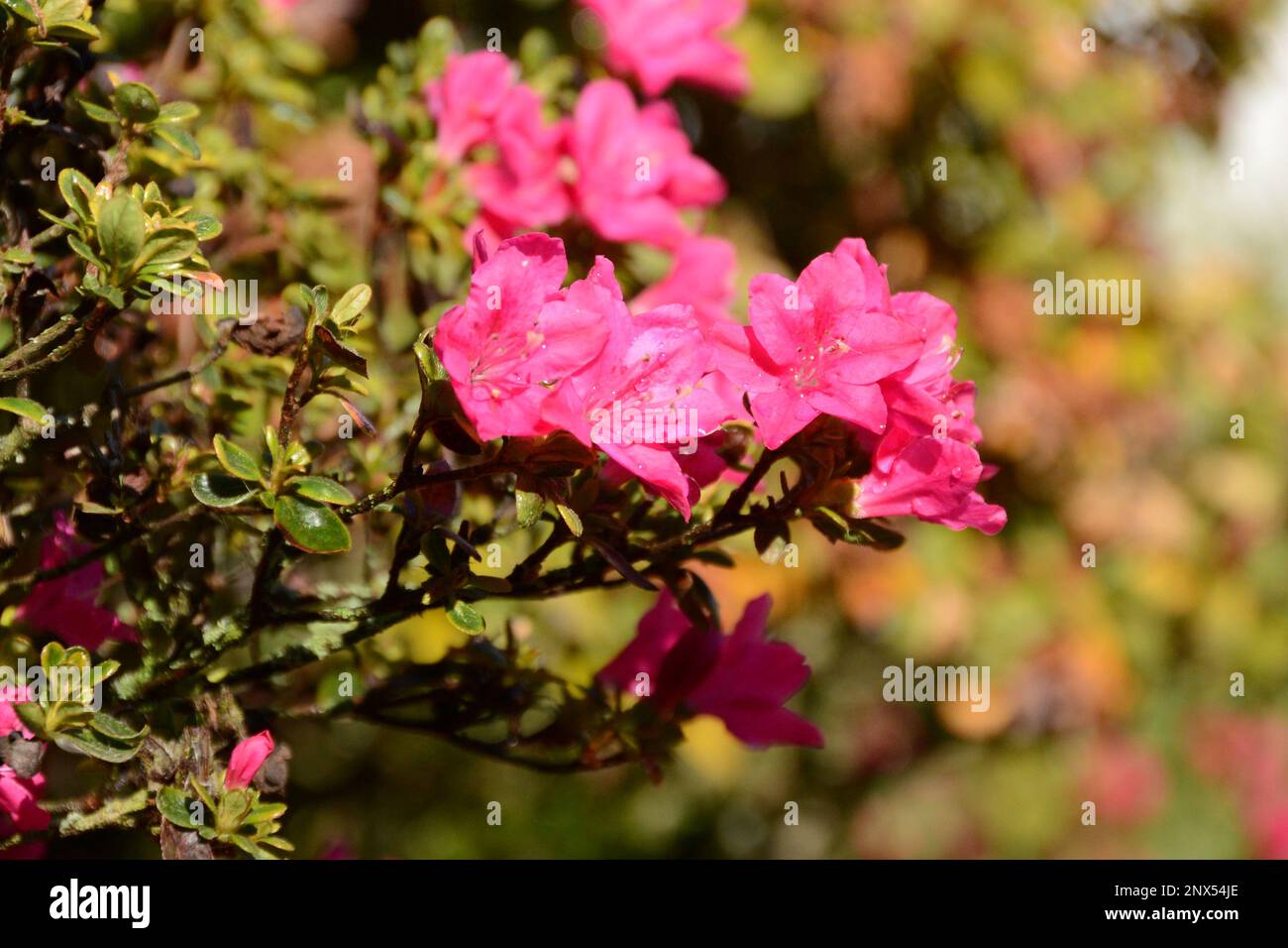 Japanische Azalee Rhododendron obtusum blühen Pink Stock Photo - Alamy