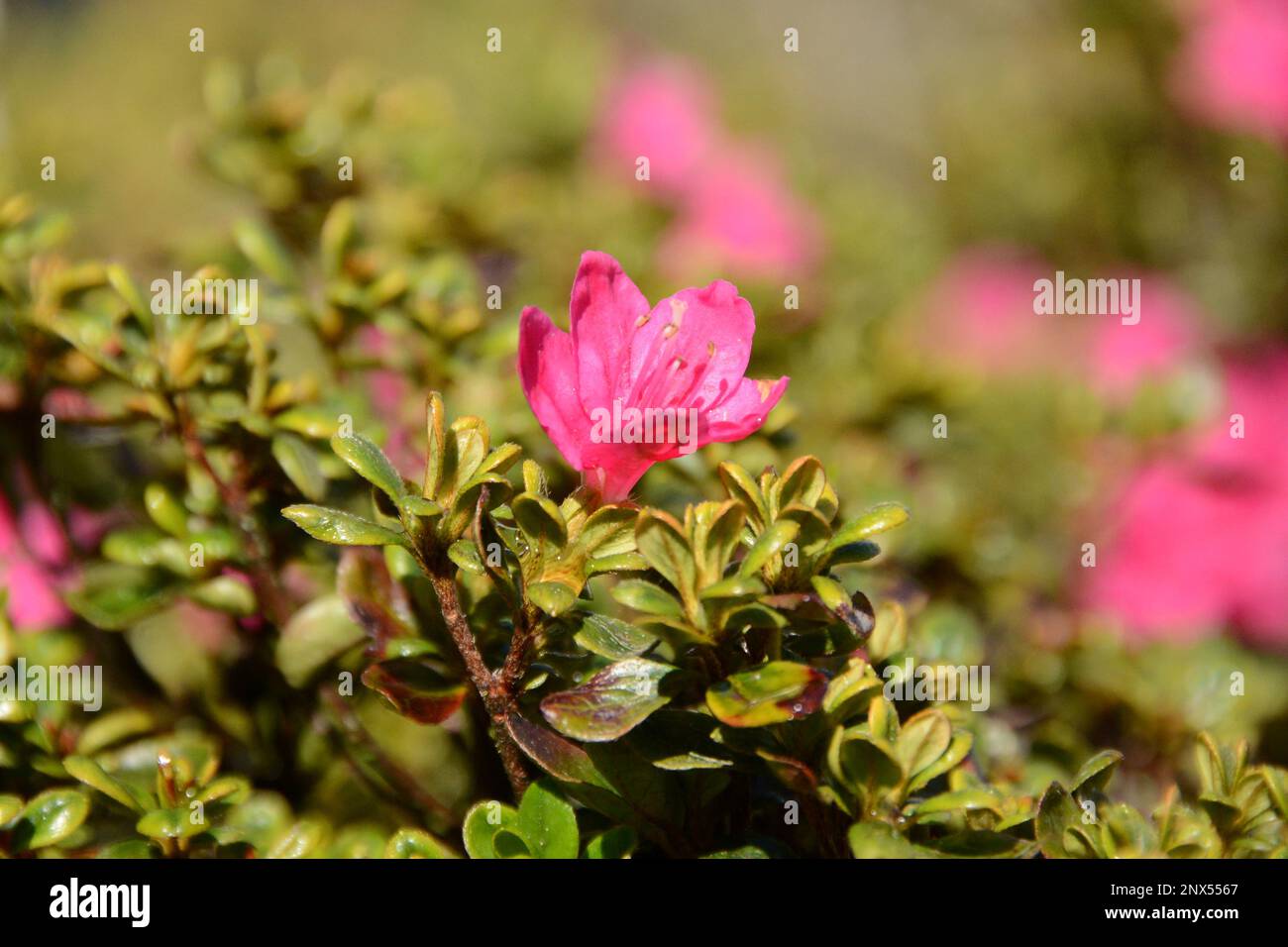 Japanische Azalee Rhododendron obtusum blüht Pink Stock Photo - Alamy