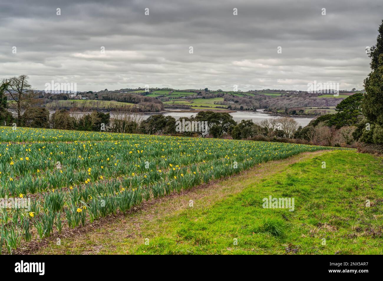 A beautiful, early spring, long reaching view across a field of emerging daffodils to over the estuary and the patchwork farmland on the opposite bank. Stock Photo