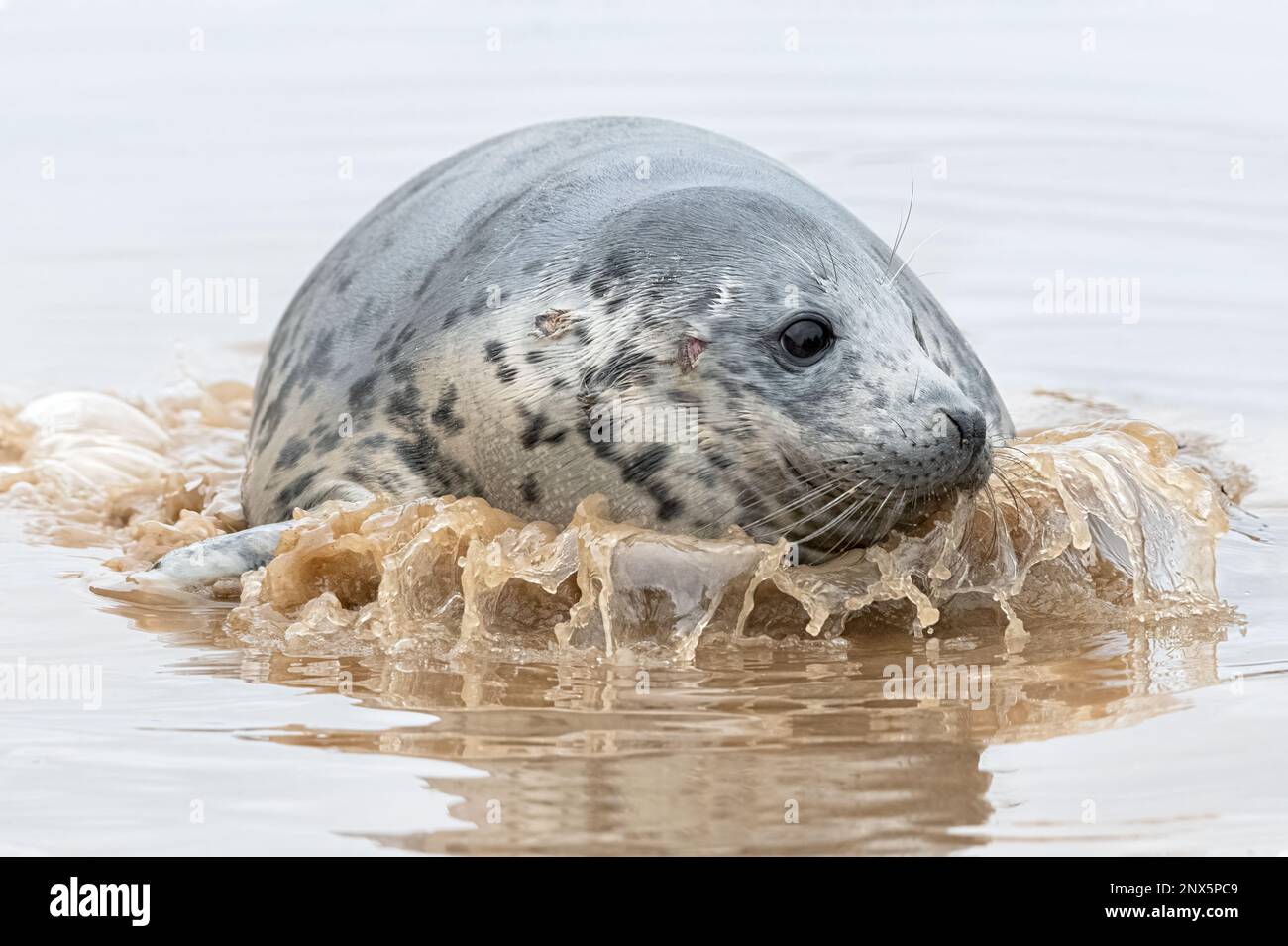 Atlantic Grey Seal Stock Photo