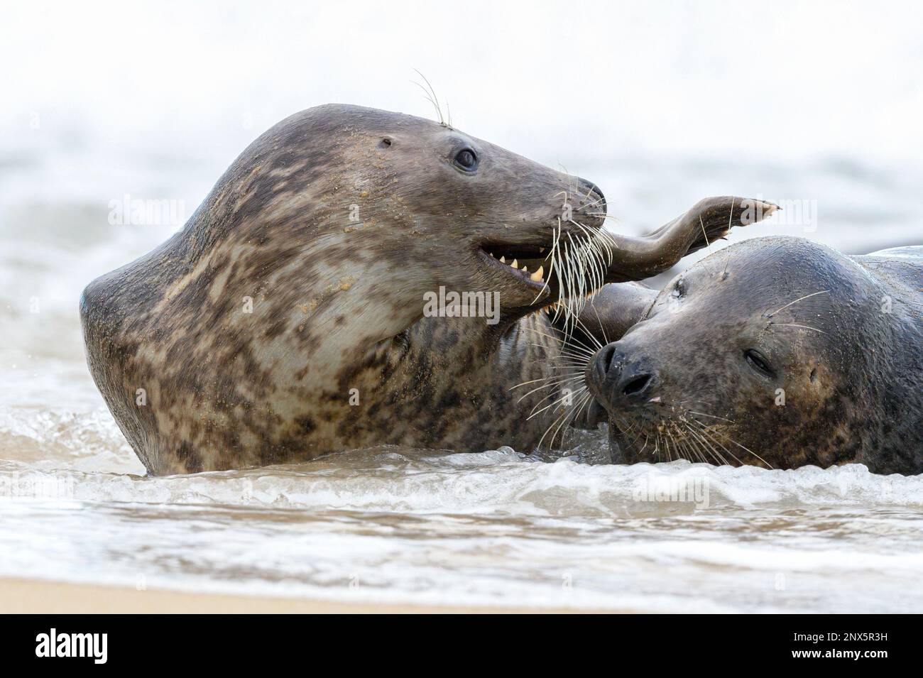 Atlantic Grey Seal, Halichoerus grypus, A juvenile male and female courtship attention together in the sea  Norfolk,  November Stock Photo