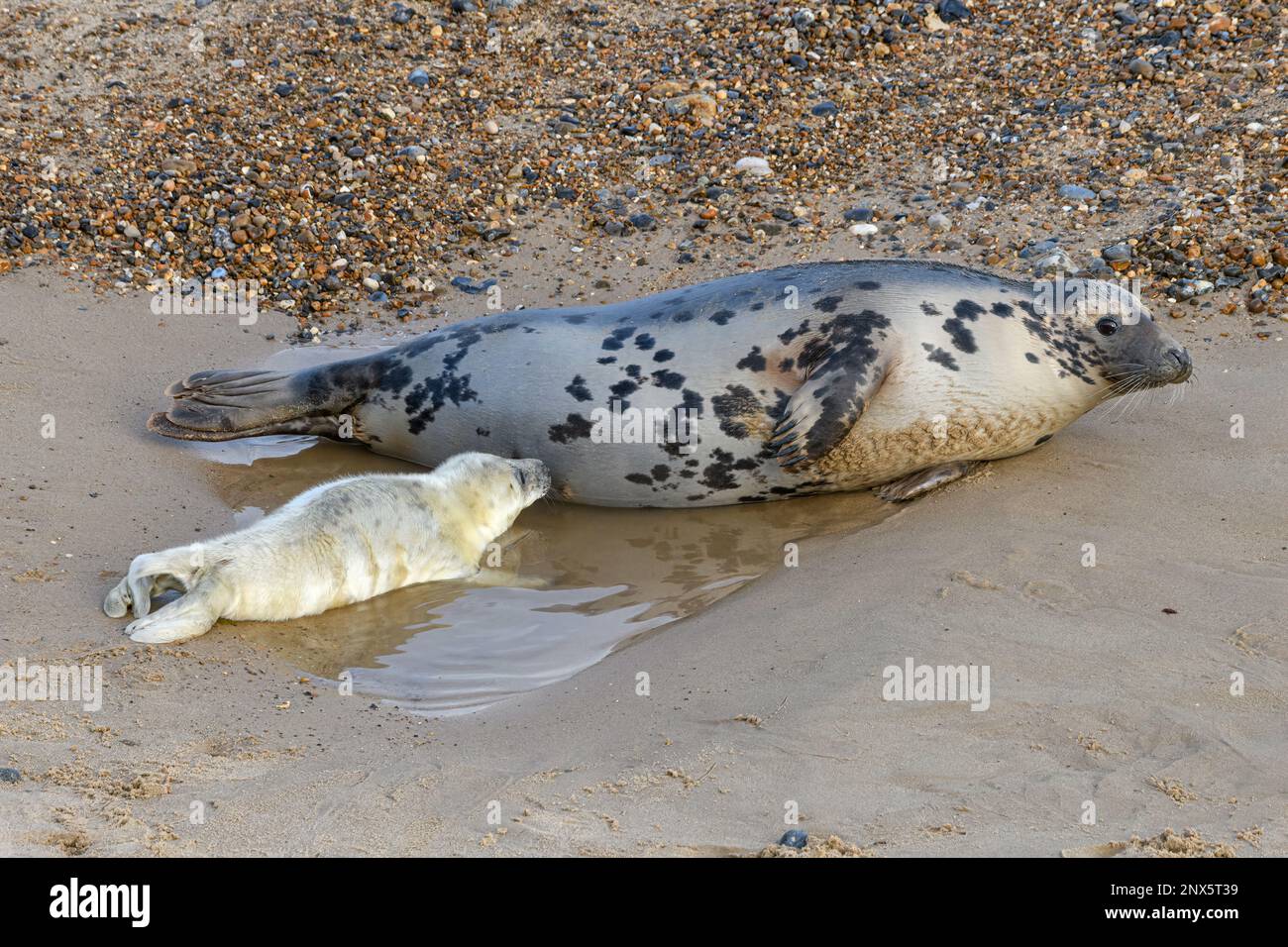 Atlantic Grey Seal, Halichoerus grypus, female suckling young pup  Norfolk, November Stock Photo