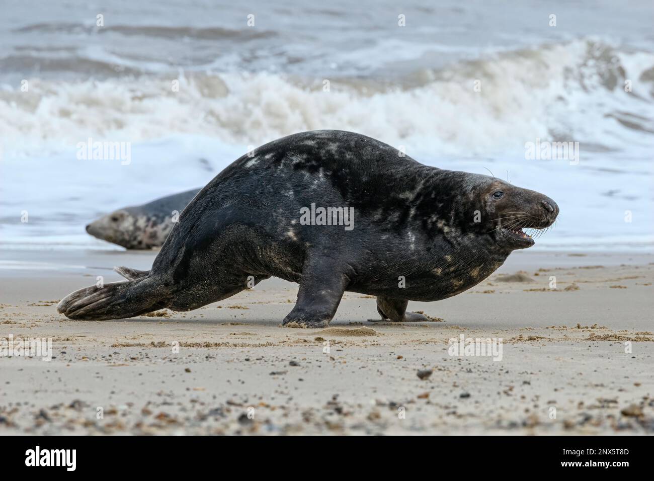 Atlantic Grey Seal, Halichoerus grypus, adult bull attack charge  Norfolk, November Stock Photo