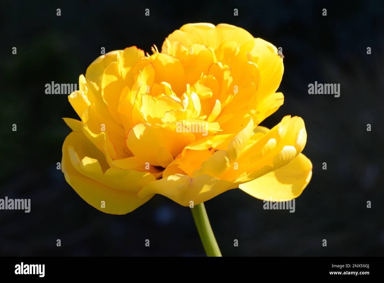 Yellow Pompenette Tulipa Tulpe Gelb Stock Photo