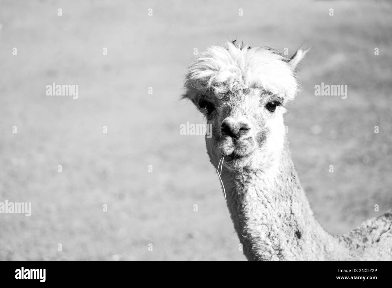 Portrait of an alpaca with a light colored fur. Animal close-up. Vicugna pacos. Stock Photo