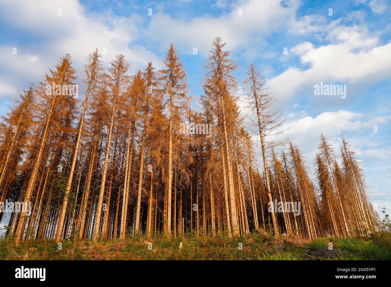 Dying trees in the Harz Mountains. Dead trees. Drought due to climate