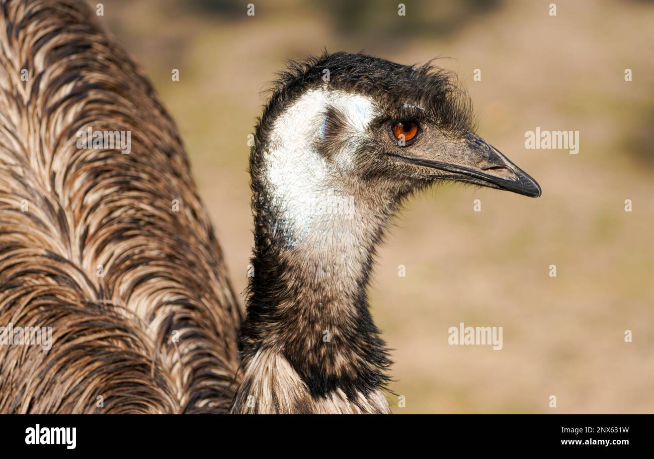 Side close-up portrait of an emu. Large flightless bird. Dromaius. Stock Photo