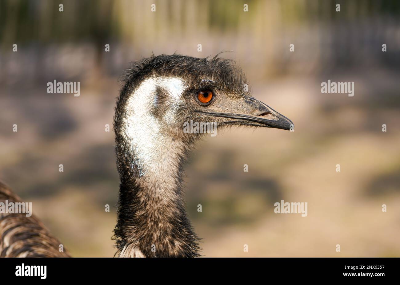 Side close-up portrait of an emu. Large flightless bird. Dromaius. Stock Photo