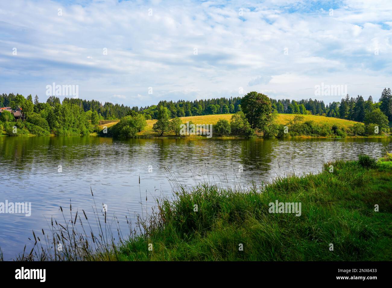 Eschenbacher Teich near ClausthalZellerfeld in the Upper Harz