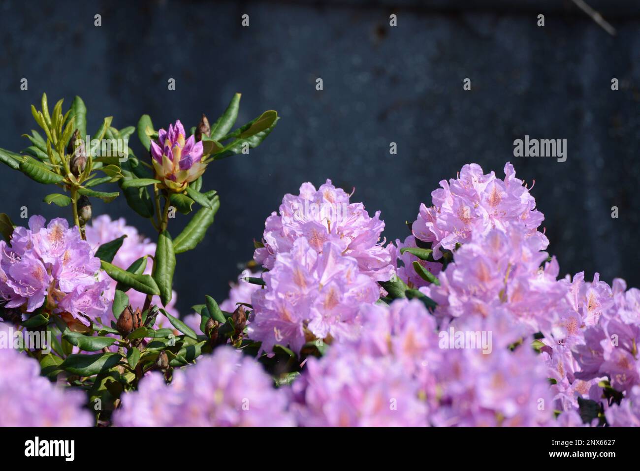 Rhododendron Blüten blühen Violet Stock Photo