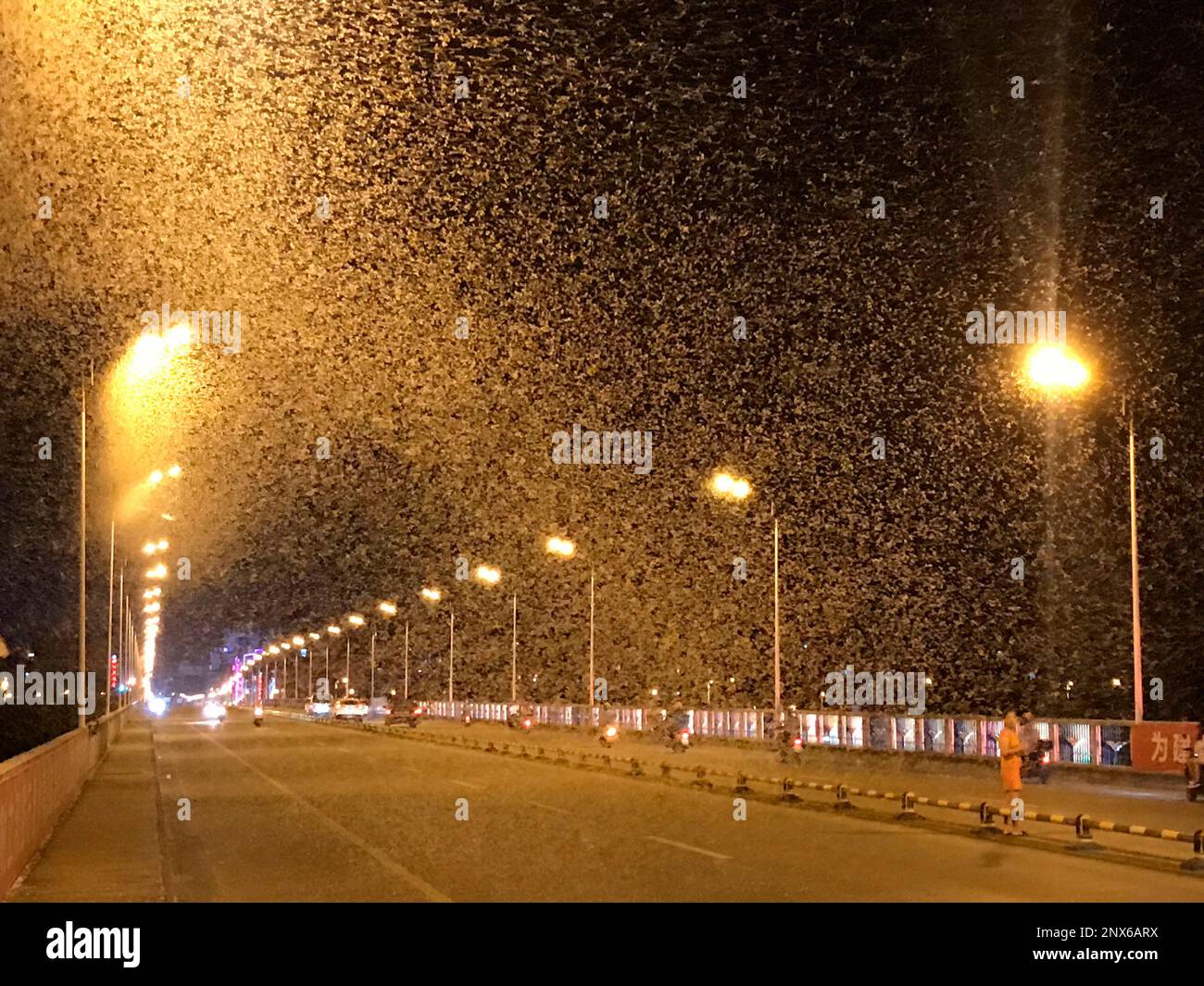 Large amounts of mayfly like a flying waterfall appears in air and last ...