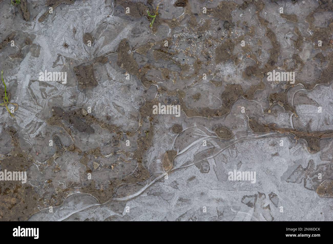 beautifully frozen water in a puddle. air bubbles inside the ice. frozen mud. Stock Photo