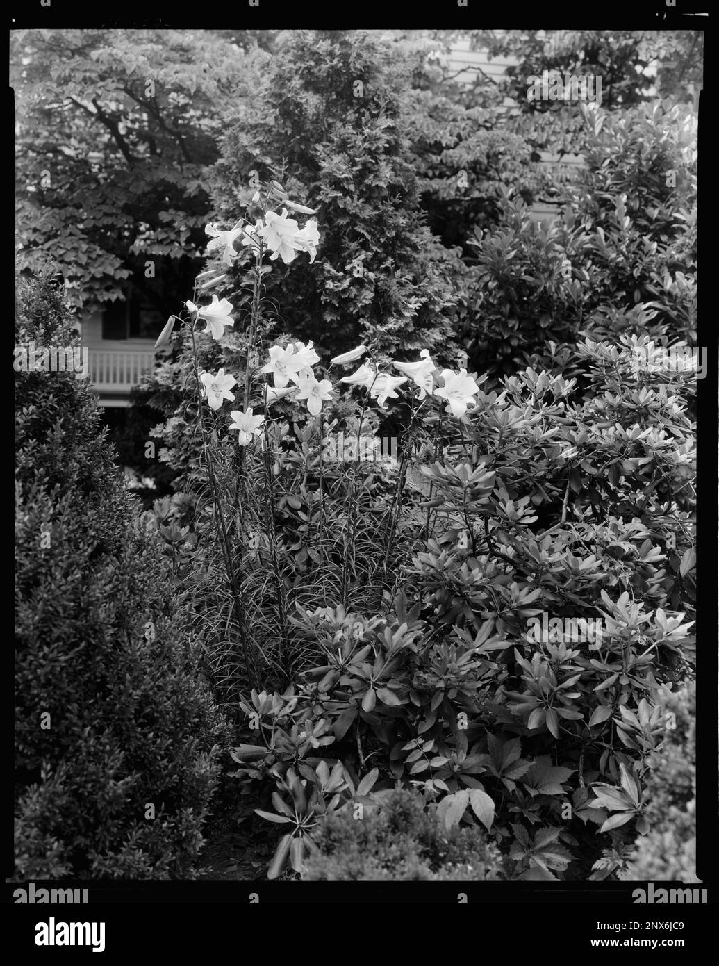 Rose Hill, Greenwood, Albemarle County, Virginia. Carnegie Survey of the Architecture of the South. United States  Virginia  Albemarle County  Greenwood, Lilies, Gardens. Stock Photo