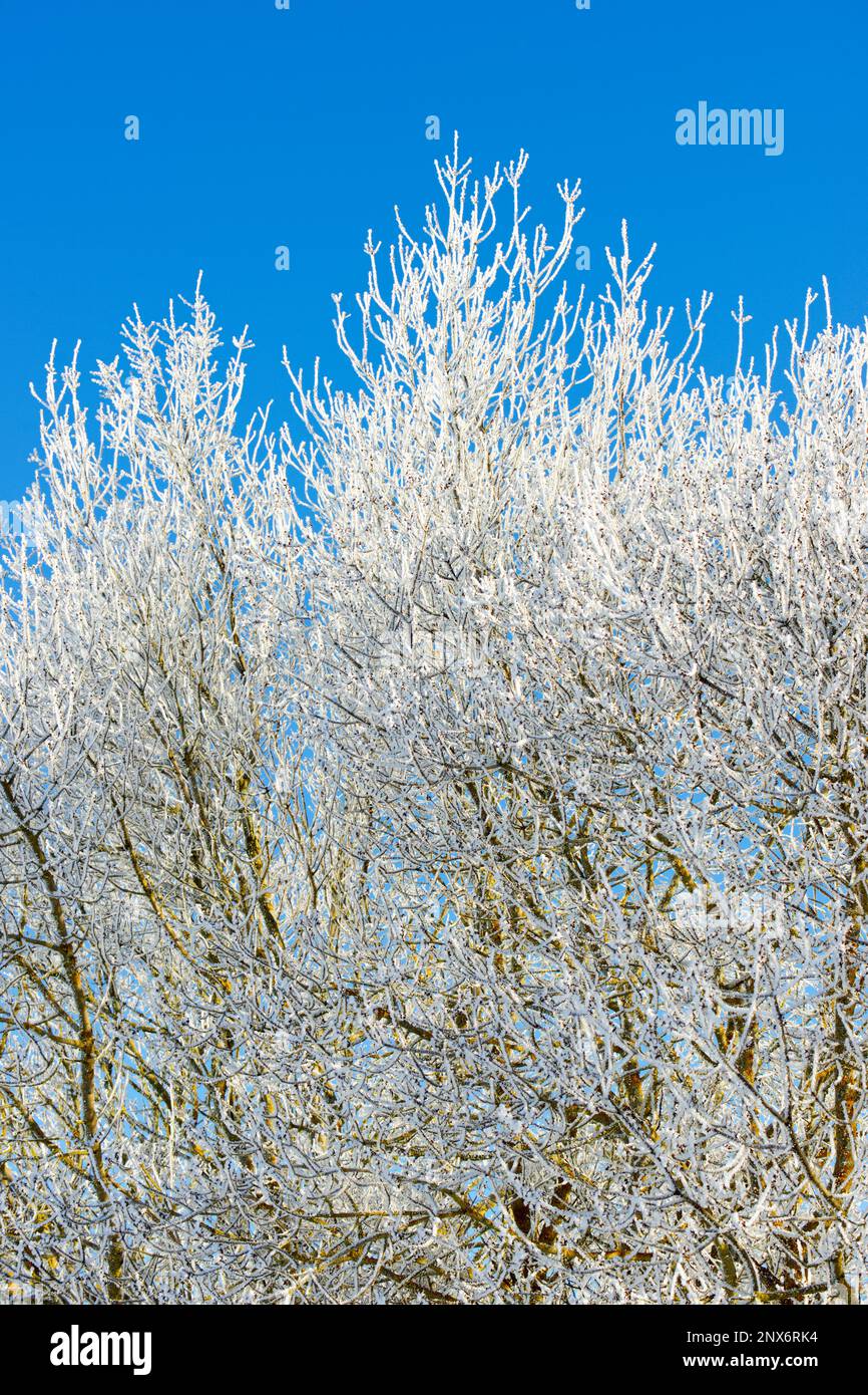Leafless tree frozen by the winter cold of the Pyrenees Stock Photo - Alamy