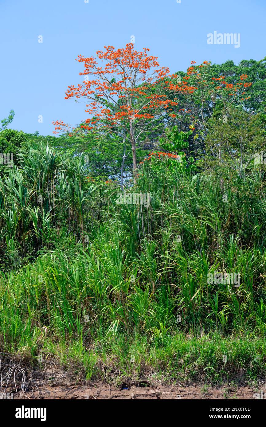 Amazon Tropical rain Forest with Pink Ipe Tree (Tabebuia ipe), Madre de