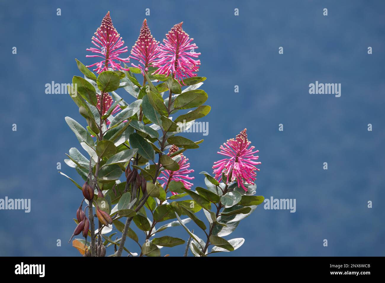 Oreocallis grandiflora (Proteaceae family), Tropical Cloud Forest, Manu National Park, Peru Stock Photo