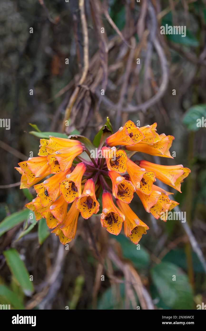 Blooming Bomarea sanguinera flower, Tropical Cloud Forest, Manu National Park, Peru Stock Photo